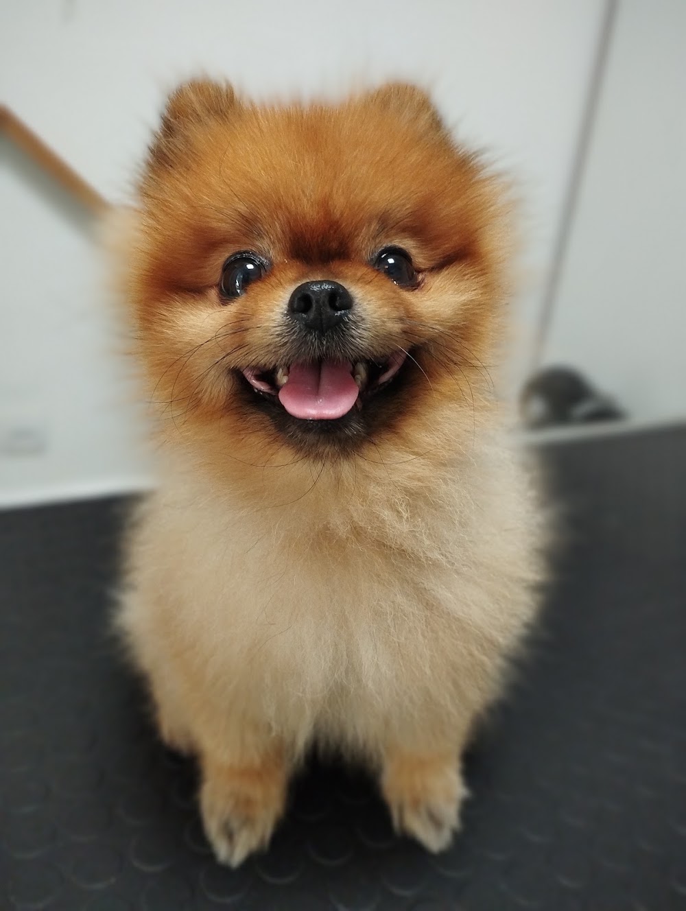 Pomeranac u salonu Groom&Go