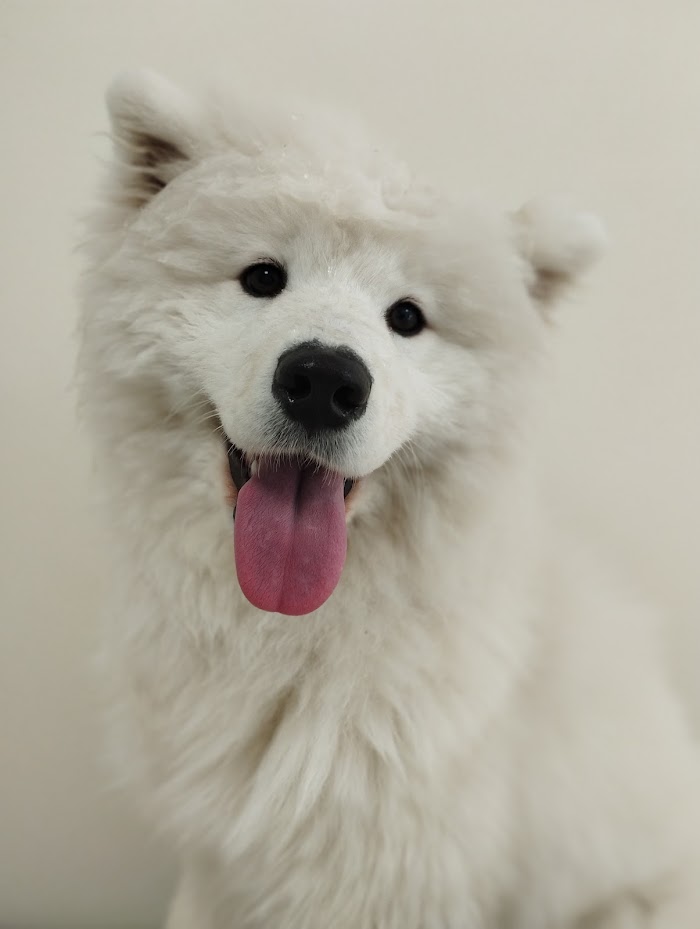 Samojed
